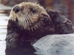une loutre de mer