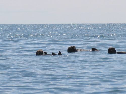 loutres dans la mer