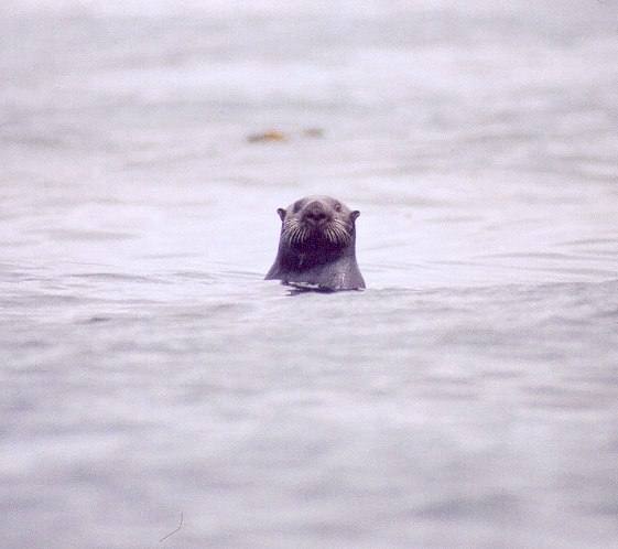 loutre