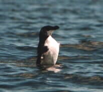 Pingouin torda