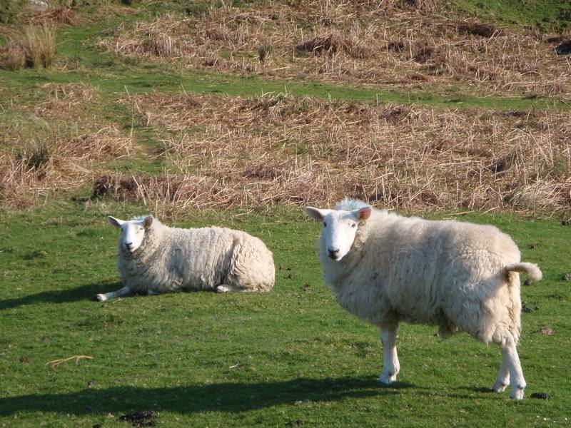 Mouton en écosse