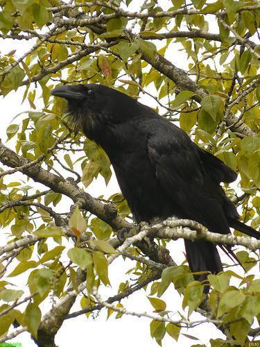 Corbeau