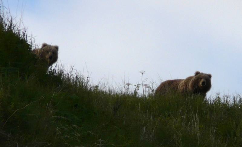 Ours de Kodiak en Alaska