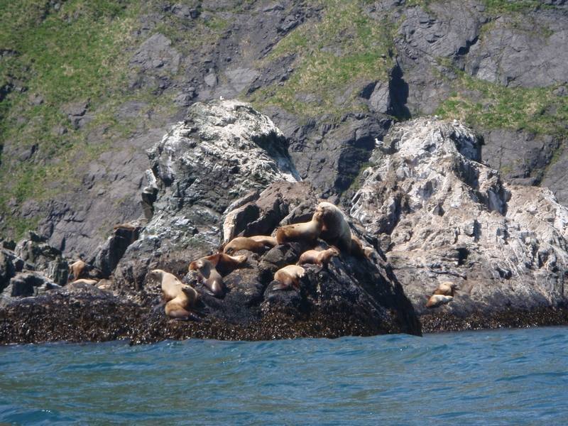 Lion de mer et otaries sur l'île de kodiak en Alaska