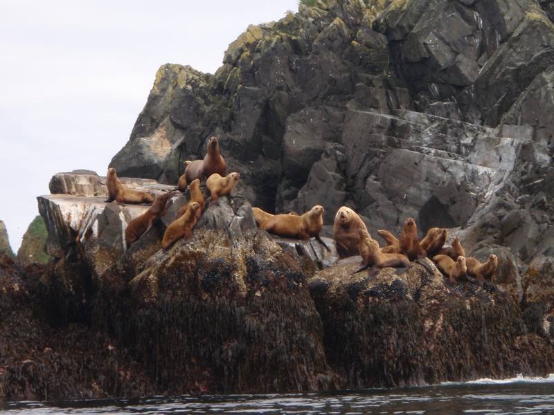 Lion de mer et otaries sur l'île de kodiak en Alaska