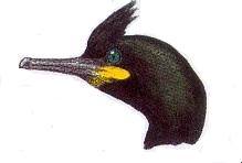 cormoran