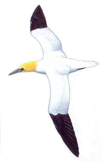 foubassan