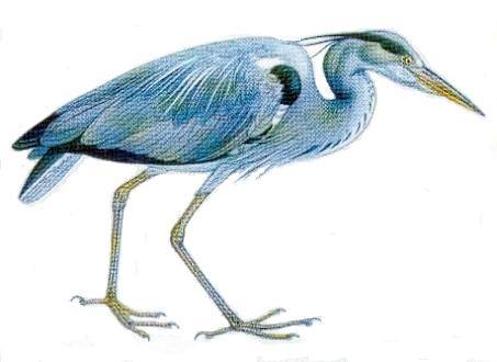 heron