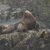 Kodiak 2009. Le film