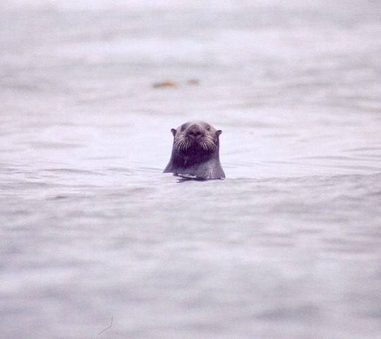 loutre4.jpg