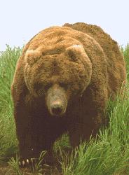 grizzly