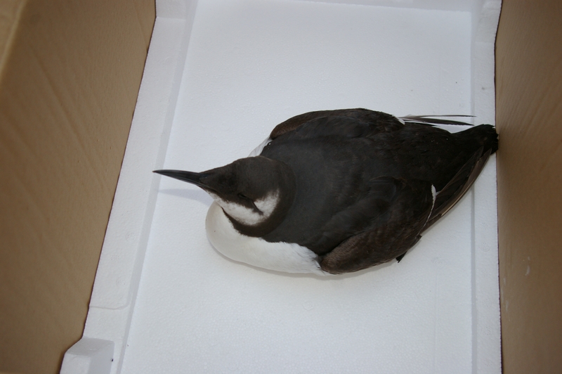 guillemot