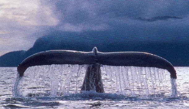 queue de baleine