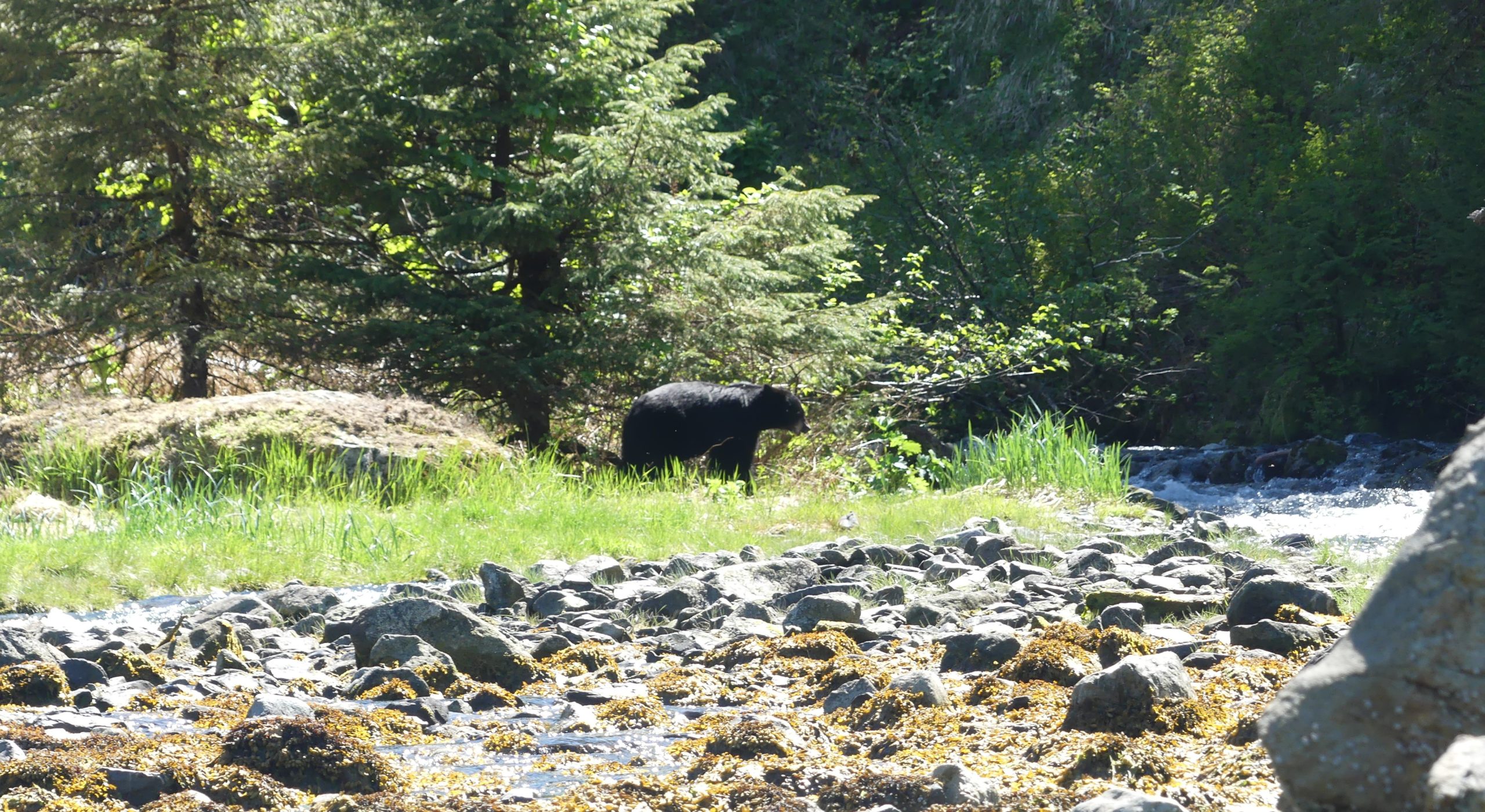 Ours noir - Wales Passage, Prince William Sound (photo: Frédéric Ardouin - 2022)