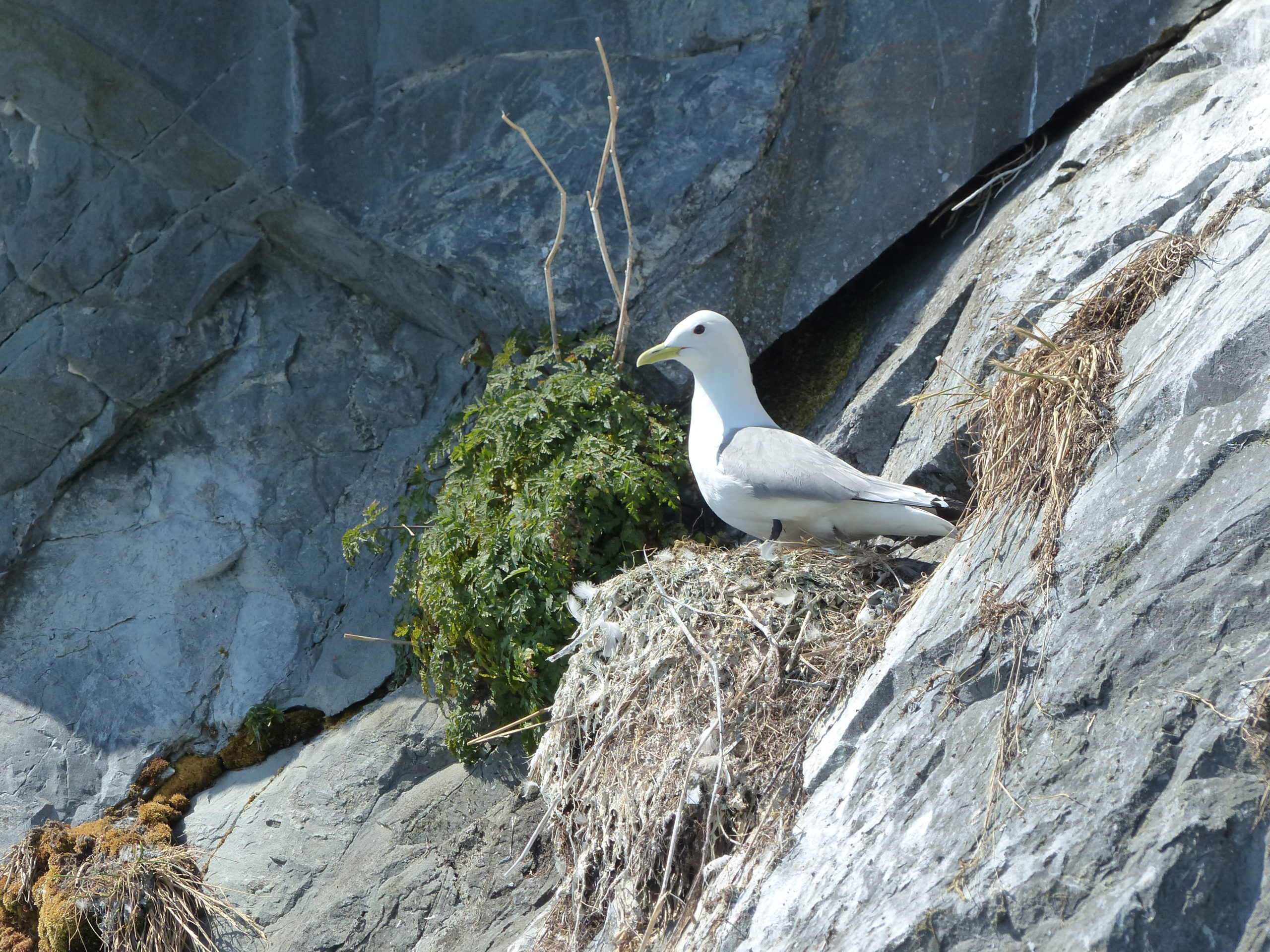 Mouettes dans le fjord Harriman