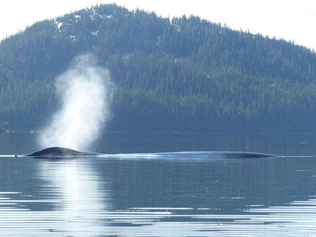 Baleine à Bainbridge Passage, Prince William Sound