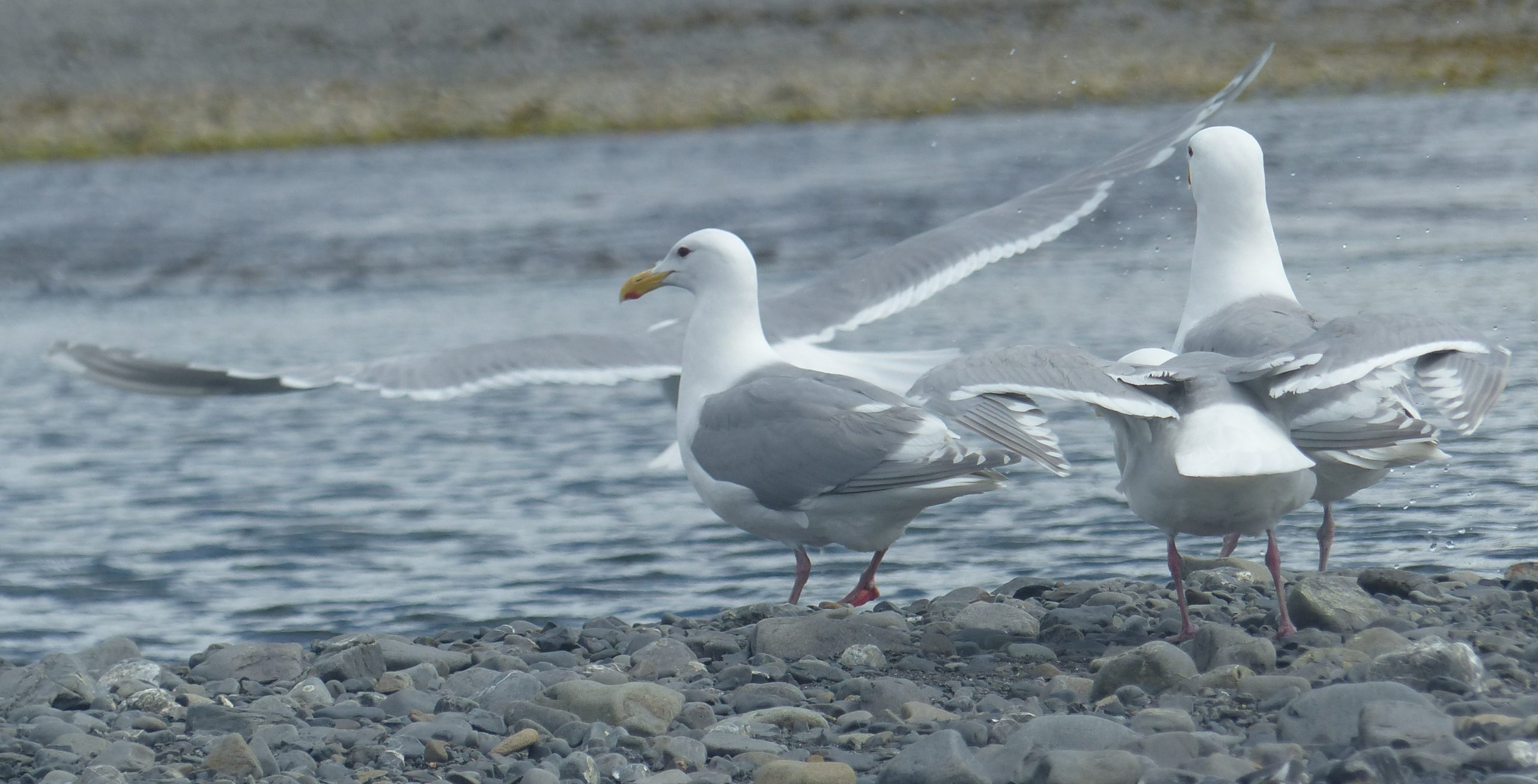 Montague Island