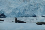 Phoque sur iceberg à Chenega Glacier