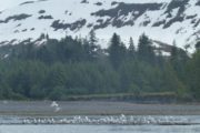 Montague Island