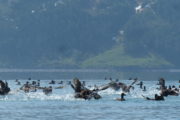 Macreuses à front blanc (Surf scoter) dans le fjord Harriman