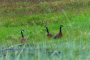 Bernache du Canada (Canada Goose) Culross Passage